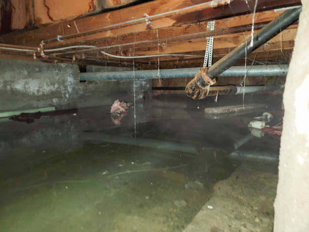 Best Ceiling water damage repair  in Elkland, PA